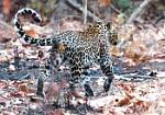 Male Leopardb